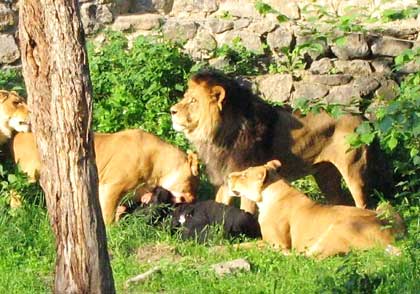 Lioness in zoo kills man who invoked God