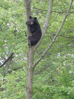 Jack the cat chases black bear up tree