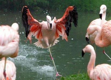 Zoo beats heat with meat ice cream