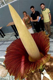 Foul-smelling bloom a hit