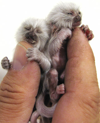Rare born albino Pygmy Marmoset monkeys