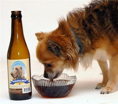 Pet shop creates beer for dogs