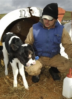 Two-faced calf died