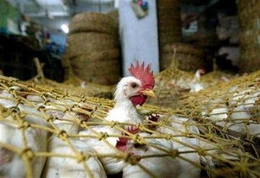 Meat-loving calf eats chickens