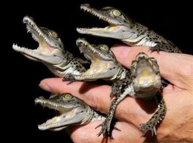 New kind of crocodile belt?