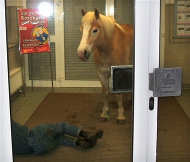 Drunk man parks horse in German bank