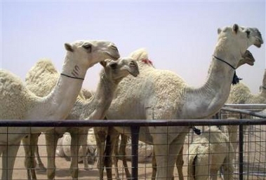 Camel beauty pageant held