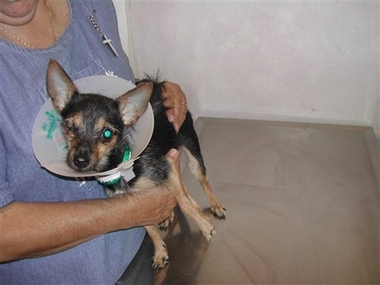 Vet arrested in dog's beating
