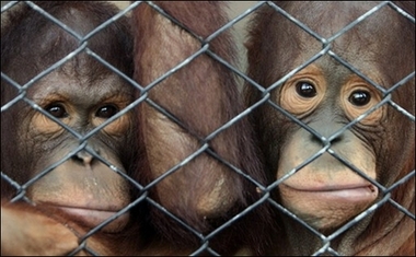Clever orangutans confirm Aesop's fable 