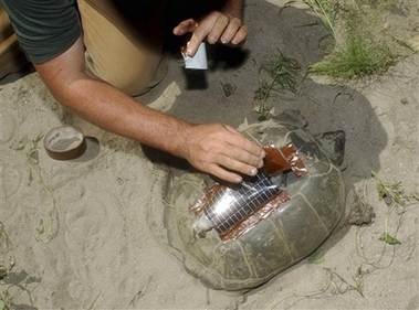 Turtles to test wireless network