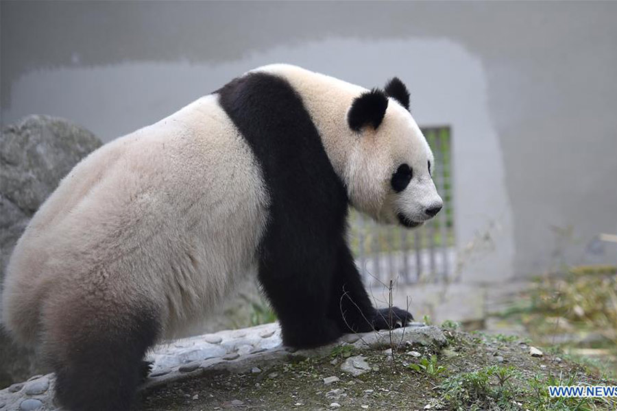 Panda cubs move to Dutch palace