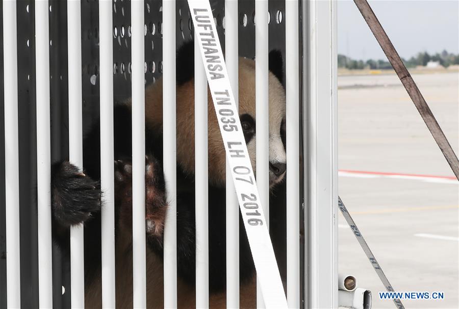 Two pandas arrive in Berlin from China