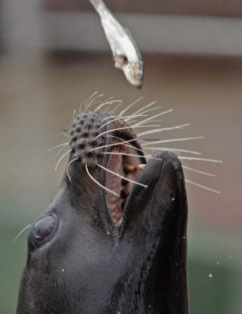 Animals have leisure time at Budapest zoo