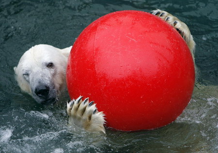 Animals have leisure time at Budapest zoo