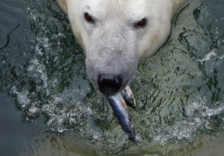 Animals have leisure time at Budapest zoo