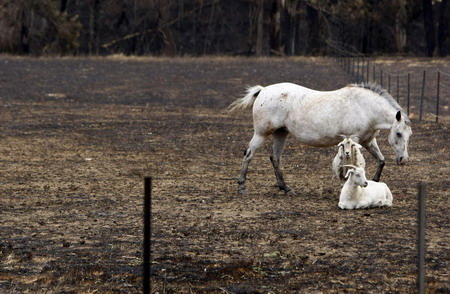 Millions of animals dead in Australia fires