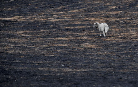Millions of animals dead in Australia fires