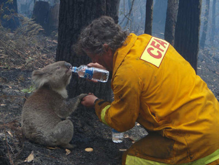 Millions of animals dead in Australia fires