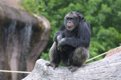 Study: Belligerent chimp proves animals make plans