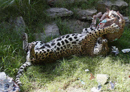 Animals play with mock Easter toys at zoo