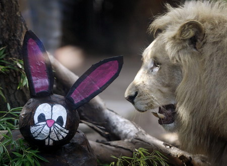 Animals play with mock Easter toys at zoo