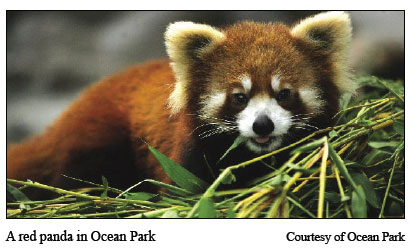 Ocean Park's Amazing Animals