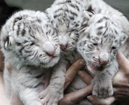 Troika cubs of White Bengal Tigers in Belgium