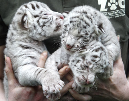 Troika cubs of White Bengal Tigers in Belgium