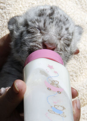 Troika cubs of White Bengal Tigers in Belgium