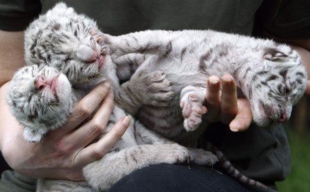 Troika cubs of White Bengal Tigers in Belgium