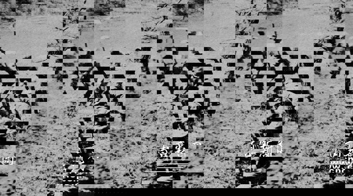 Q&A: What did the Chinese government do to develop the economy during the War of Resistance?