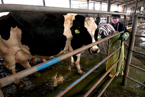 Chefs in China take a deep whiff of dairy