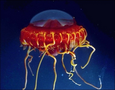 Jellyfish Species List