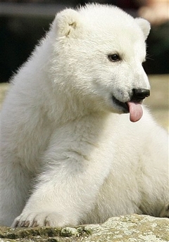 Polar bear Knut may soon have siblings