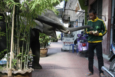 Surin Elephant Round-up festival in Thailand