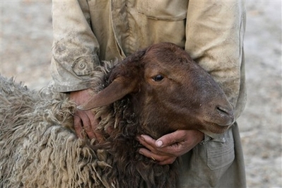 Iran's first cloned sheep 'thriving' Iran's first cloned sheep 'thriving'