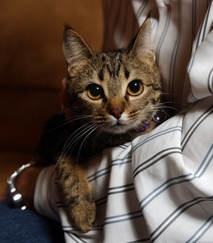 gracie the cat