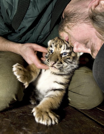 Siberian Tiger Cubs Pictures. birth Siberian+tiger+cubs