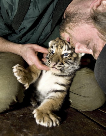 Siberian tiger cub and its
