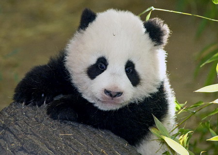 Giant pandas in Vienna zoo