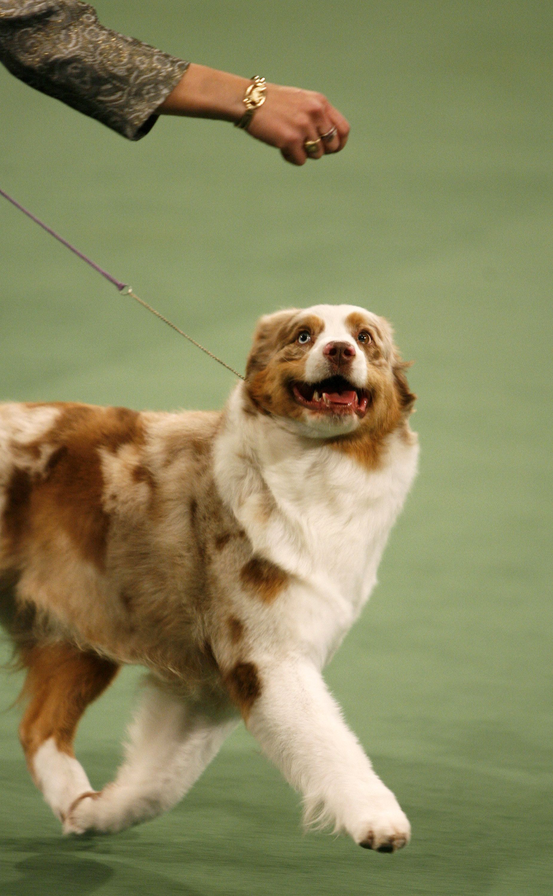 132nd Westminster Kennel Club Dog Show