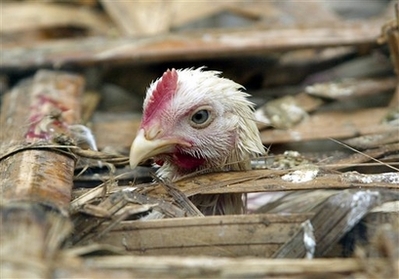 A chicken sits inside a cage at a market in Jakarta, Indonesia, Wednesday, Feb. 13, 2008. A 16 year-old Indonesian boy from Central Java province has died from avian influenza, put the total fatalities to 104 out of 128 contracted people in the country. [Agencies]