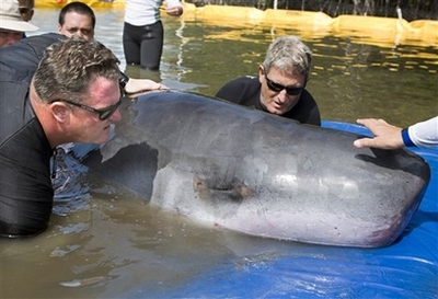 In this photo released by the Florida Keys News Bureau, marine mammal rescue volunteers Bob Coakley, left, and Lloyd Brown, right, closely examine a pygmy sperm whale at the Marine Mammal Conservancy Sunday, Feb. 24, 2008, in Key Largo, Fla. Preliminary results of a necropsy show that a pygmy sperm whale found stranded off the Florida Keys died of heart failure, marine mammal experts said. [Agencies]