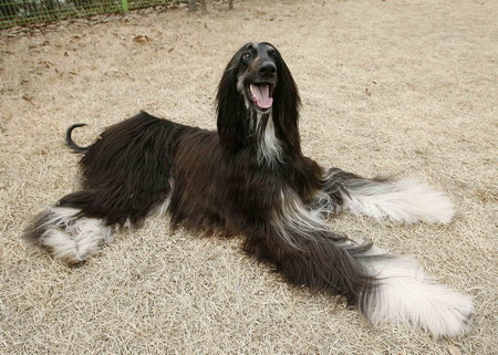 afghan hound cloned from adult cells in s.korea