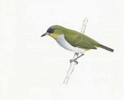 An undated artist's rendering of the Zosterops somadikartai, or Togian white-eye. The small greenish bird that has been playing hide-and-seek with ornithologists on a remote Indonesian island since 1996 was declared a newly discovered species on March 14, 2008 and promptly recommended for endangered lists. [Agencies]