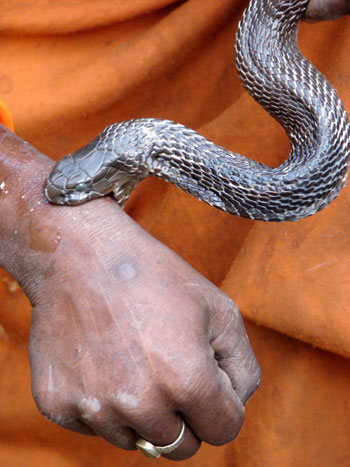 snake charmer gets bite