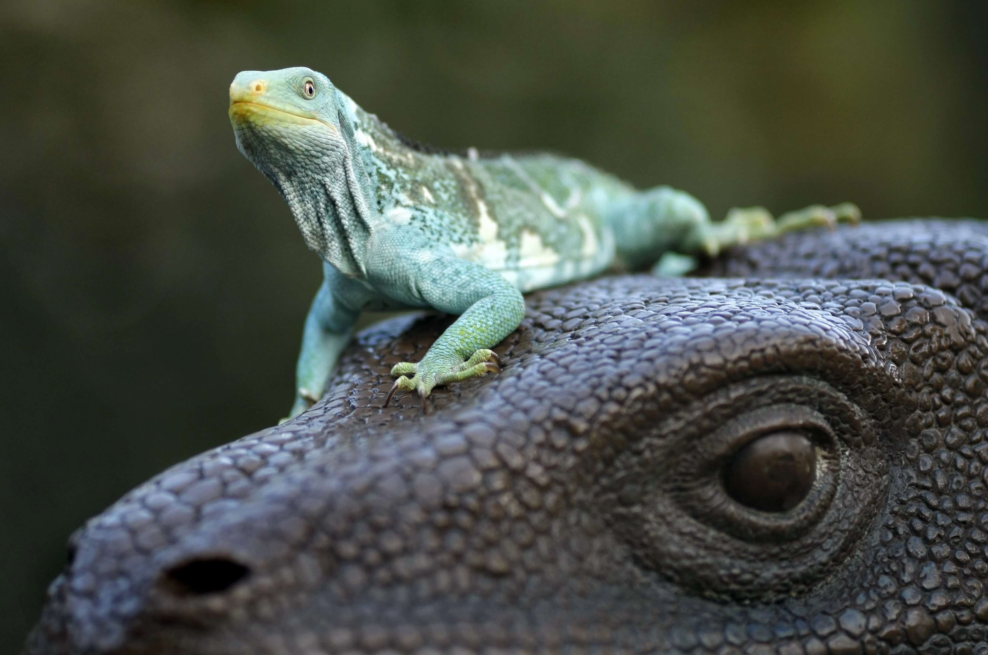 Fijian Crested Iguana faces possible extinction