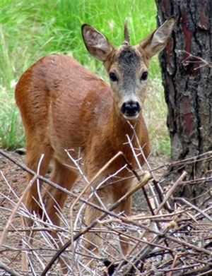 This undated photo provided by the Center of Natural Sciences in Prato, Italy, Wednesday, June 11, 2008, shows a deer with a single horn in the center of its head.