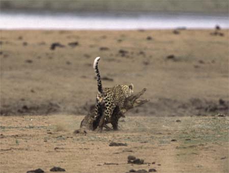 The incredible moment a leopard attacks a 