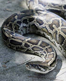 Woman finds 2.5-m python in Dutch hotel toilet